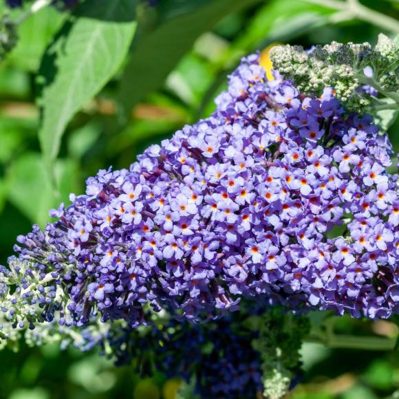 Buddleja dav. 'Empire Blue'