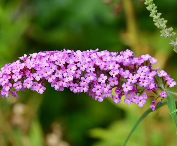 Buddleja Sophie