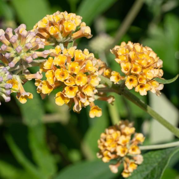 Buddleja weyeriana 'Sungold'