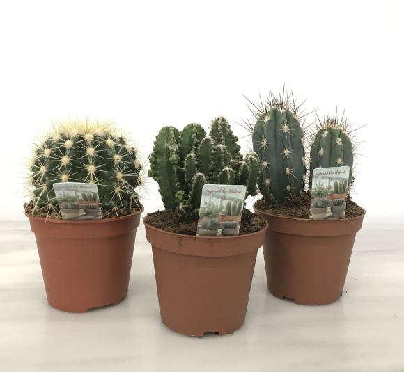 mini Cactus