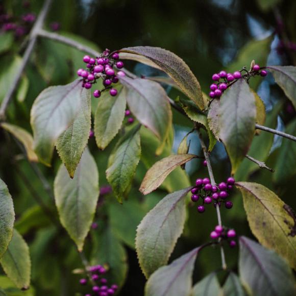 Callicarpa bodinieri 'Profusion'