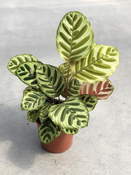Calathea makoyana