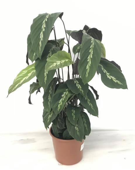 Calathea 'Mauiqueen'