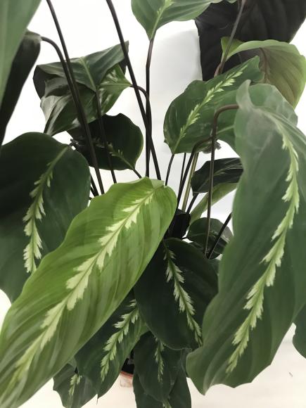 Calathea 'Mauiqueen'