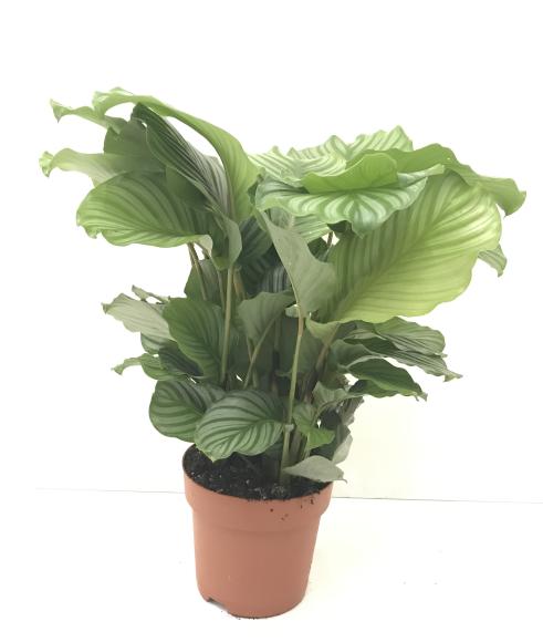 Calathea Orbifolia