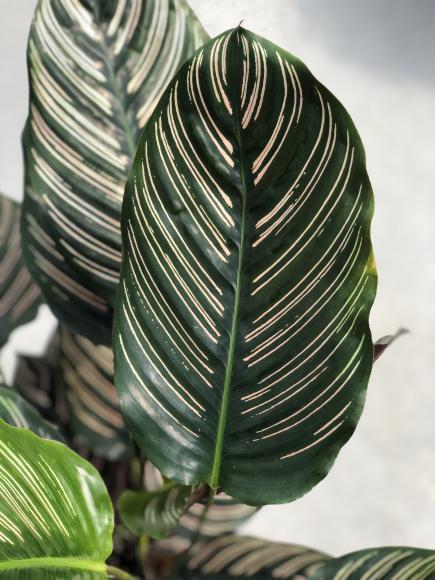 Calathea Ornata