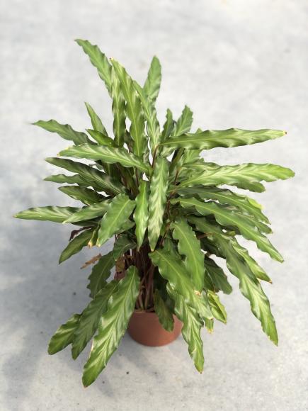 Calathea rufibarba