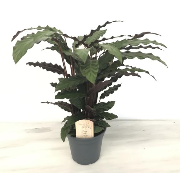 Calathea rufibarba