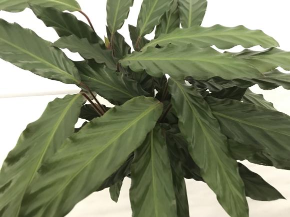 Calathea rufibarba