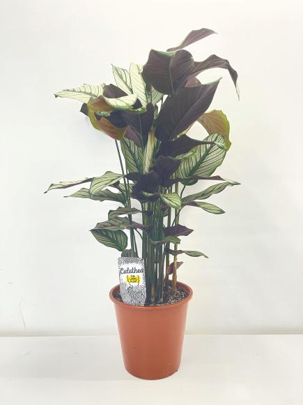 Calathea Whitestar
