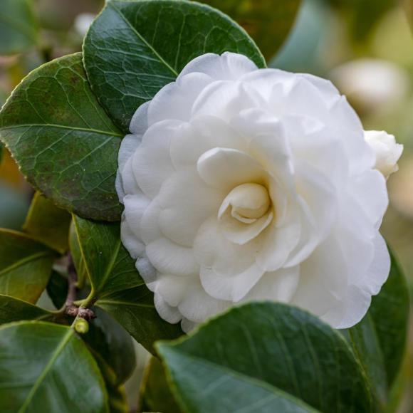 Camellia jap. 'Alba plena'