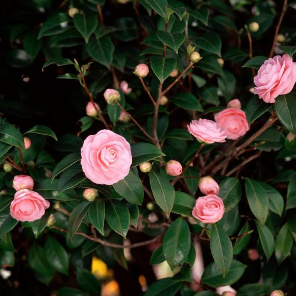 Camellia jap. 'Tiffany'