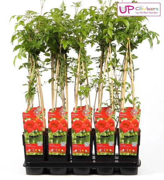 Campsis radicans