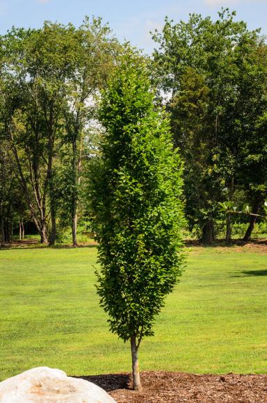 Carpinus betulus 'Frans F.'