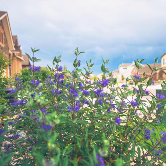 Caryopteris clandonensis 'Grand Blue'