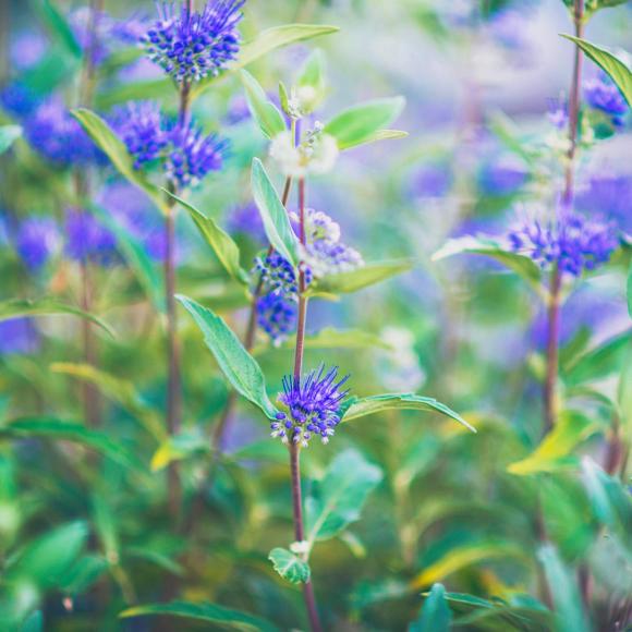 Caryopteris clandonensis 'Kew Blue'