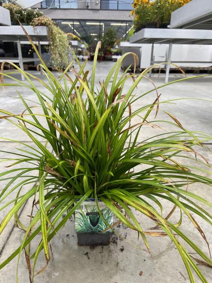 Carex foliosissima 'Irish Green'