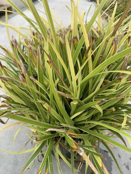 Carex morowii 'Ice Dance'