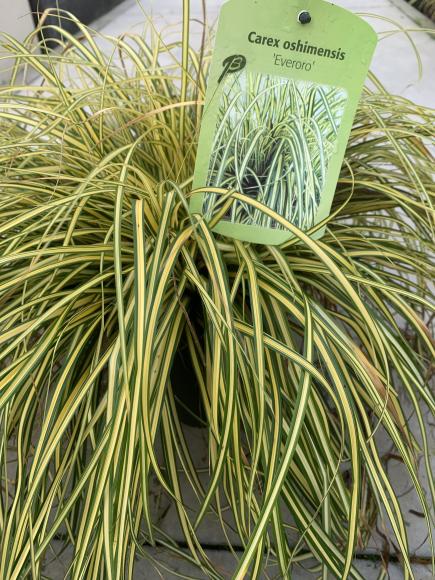 Carex oshimensis 'Evergold'