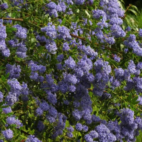 Ceanothus del. 'Gloire de Versailles'