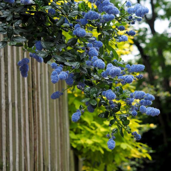 Ceanothus impressus 'Victoria'