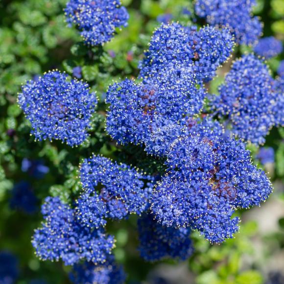 Ceanothus thyrsiflorus 'Repens'