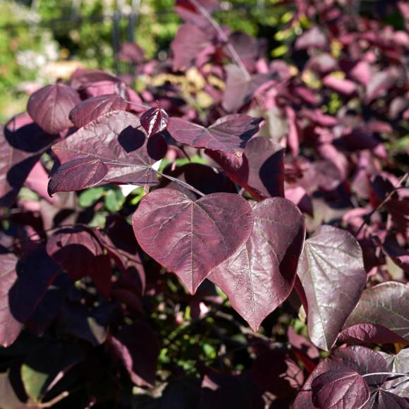 Cercis canadensis Merlot