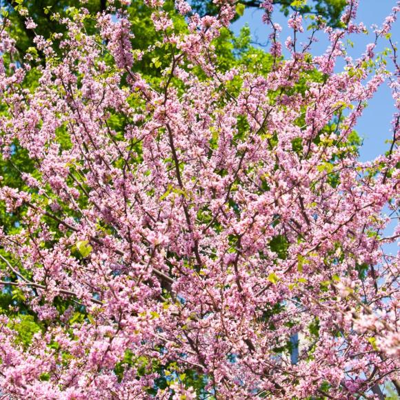 Cercis canadensis Pink pom pom