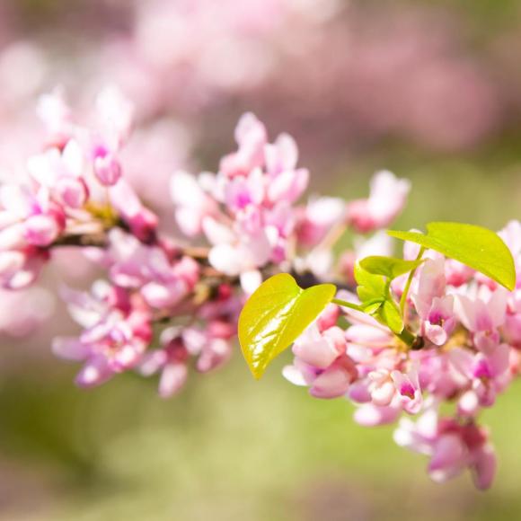 Cercis canadensis 'Rising Sun'
