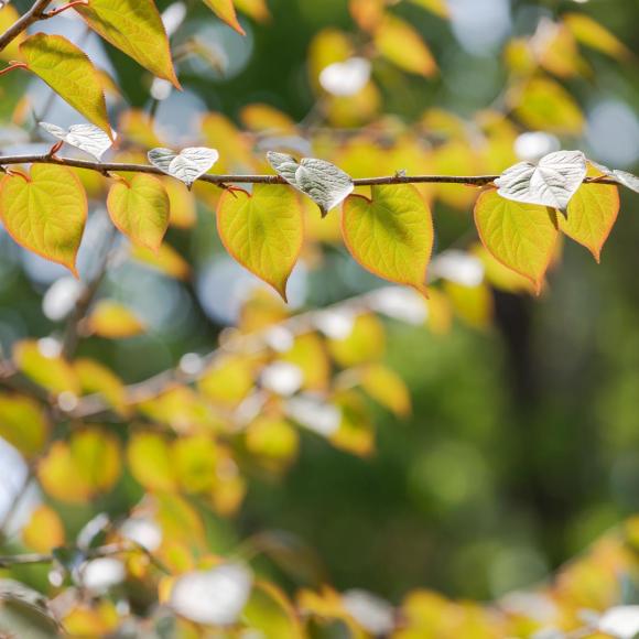 Cercidiphyllum japonicum