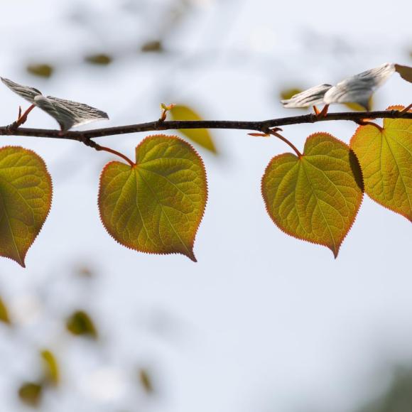 Cercidiphyllum japonicum