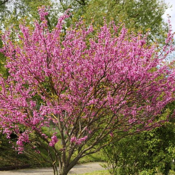 Cercis siliquastrum