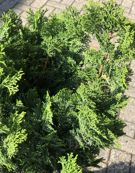 Chamaecyparis obt. 'Nana Gracilis'