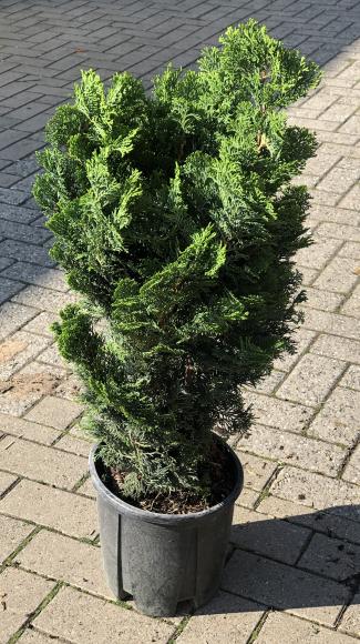 Chamaecyparis obt. 'Nana Gracilis'