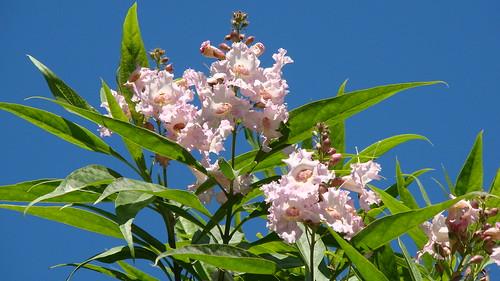 Chitalpa Summer Bells