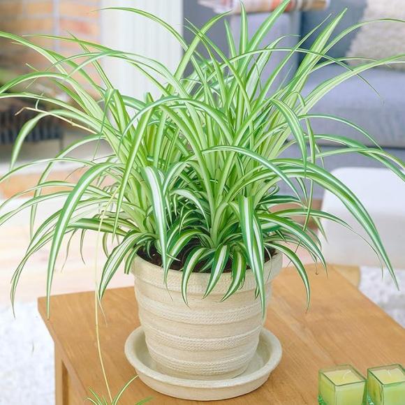 Chlorophytum variegatum
