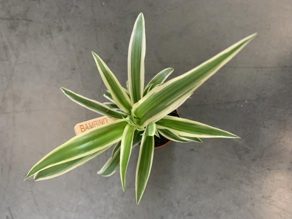 Chlorophytum 'Vittatum'