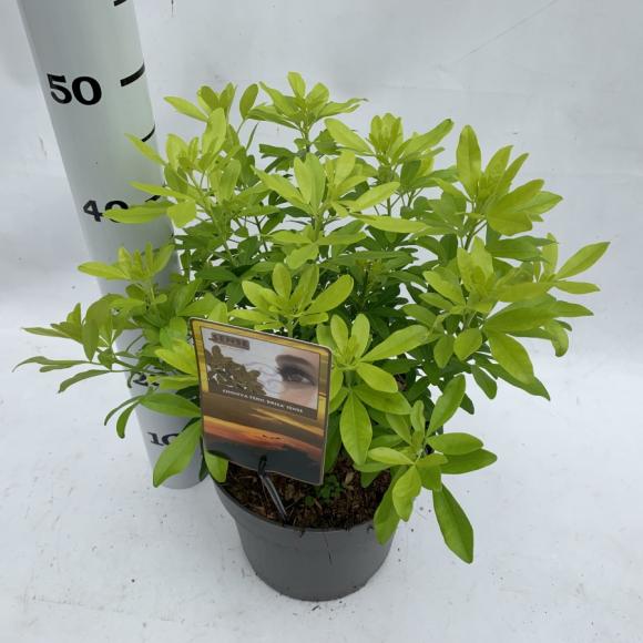 Choisya ternata 'Brica'