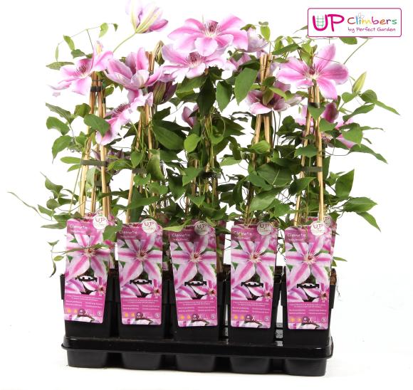 Clematis 'Nelly Moser'