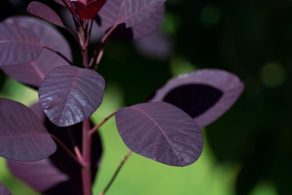 Cotinus coggygria 'Royal Purple'