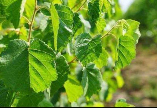Corylus collurna