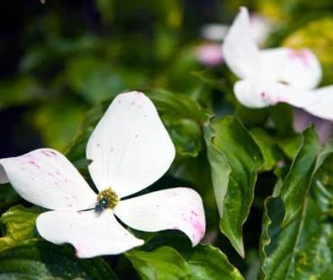 Cornus Kousa Chinensis