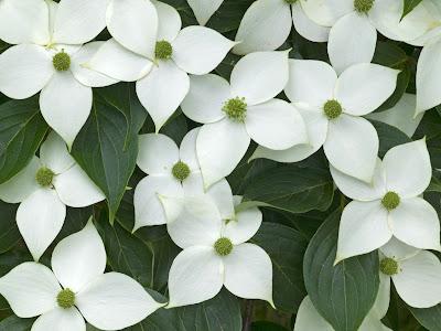 Cornus kousa 'Milky Way'