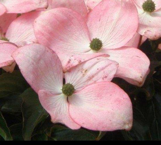 Cornus kousa 'Solleil Rouge'