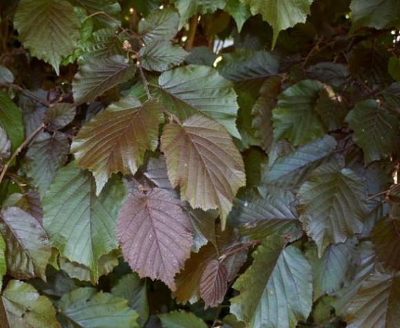 Corylus maxima 'Purpurea'