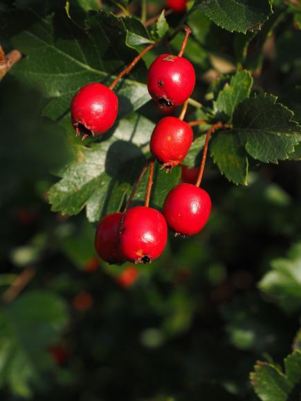 Crataegus monogyna