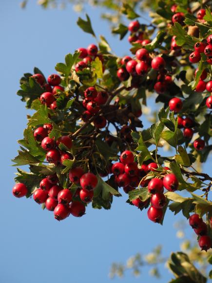 Crataegus monogyna