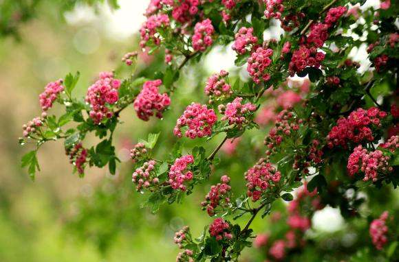Crataegus 'Paul's Scarlet'