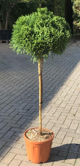 Cryptomeria japonica 'Globosa Nana'