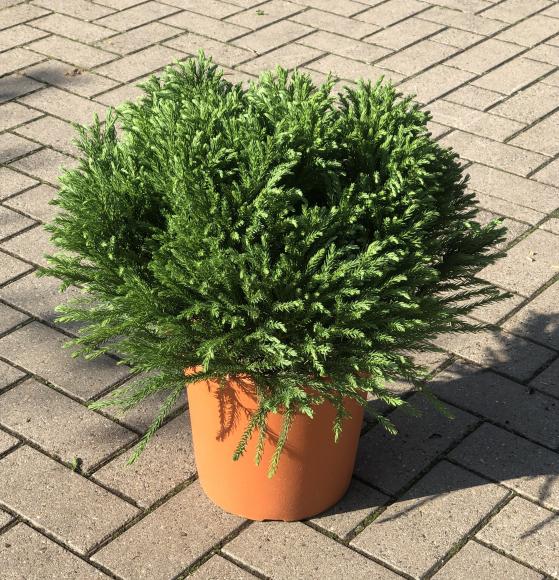 Cryptomeria japonica 'Globosa Nana'